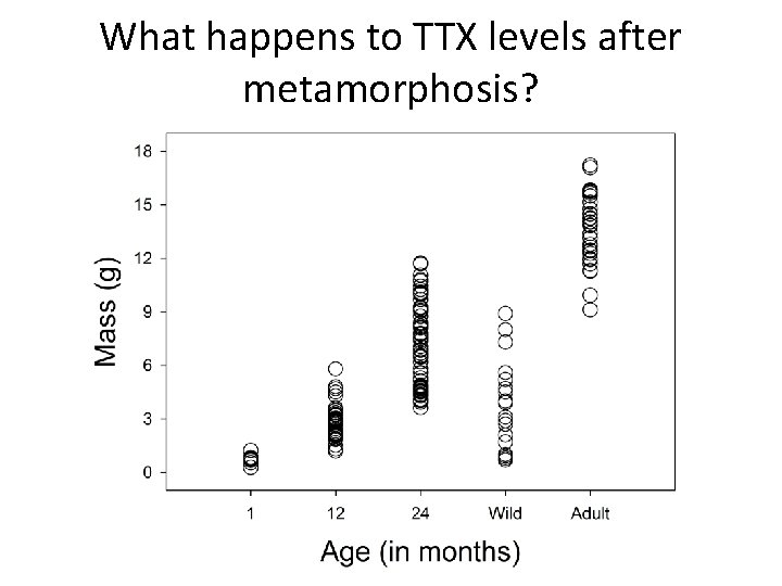 What happens to TTX levels after metamorphosis? 