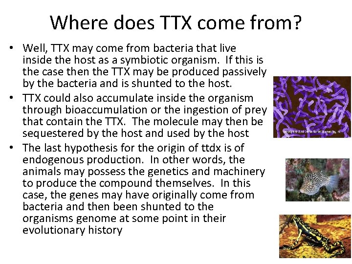 Where does TTX come from? • Well, TTX may come from bacteria that live