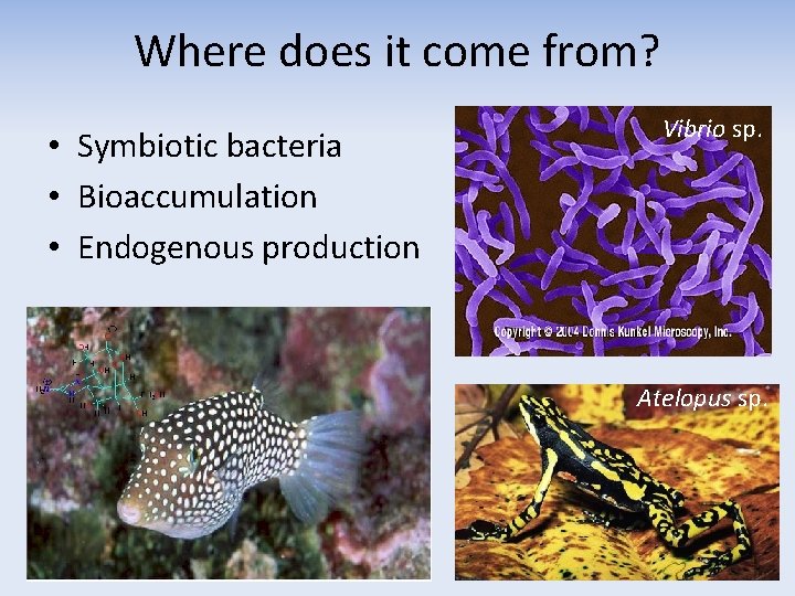 Where does it come from? • Symbiotic bacteria • Bioaccumulation • Endogenous production Vibrio