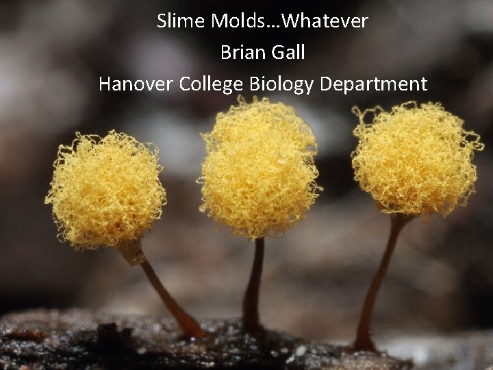 Slime Molds…Whatever Brian Gall Hanover College Biology Department Slime Molds 