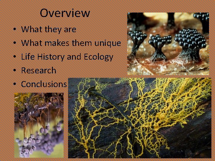 Overview • • • What they are What makes them unique Life History and