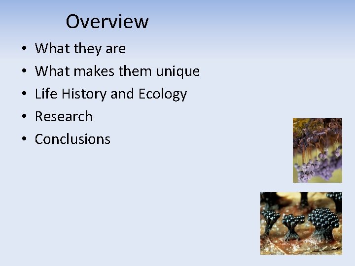 Overview • • • What they are What makes them unique Life History and