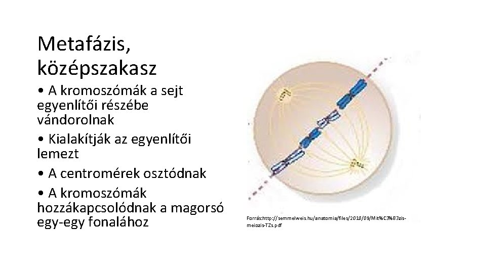 Metafázis, középszakasz • A kromoszómák a sejt egyenlítői részébe vándorolnak • Kialakítják az egyenlítői