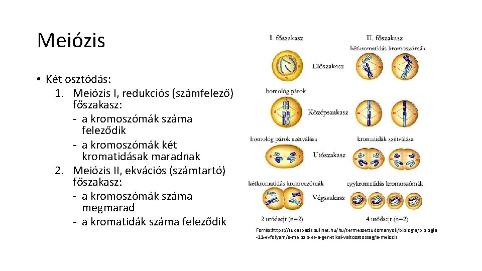 Meiózis • Két osztódás: 1. Meiózis I, redukciós (számfelező) főszakasz: - a kromoszómák száma