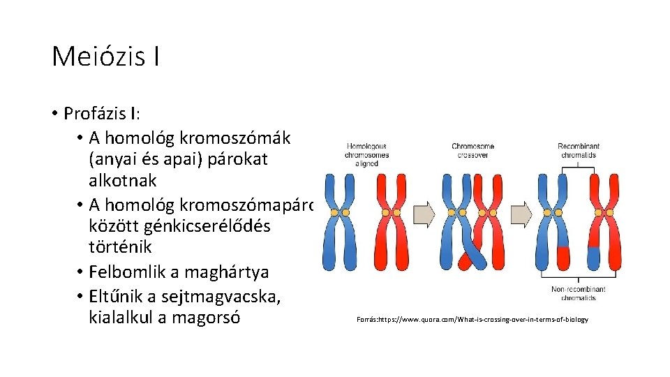 Meiózis I • Profázis I: • A homológ kromoszómák (anyai és apai) párokat alkotnak