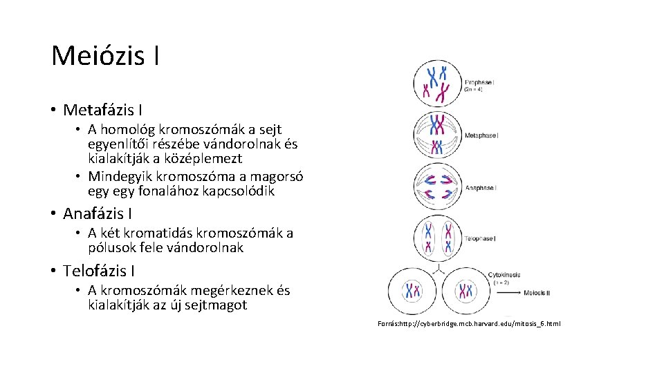 Meiózis I • Metafázis I • A homológ kromoszómák a sejt egyenlítői részébe vándorolnak