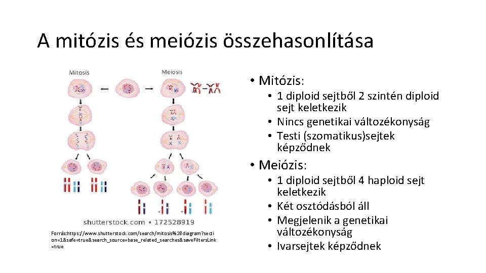 A mitózis és meiózis összehasonlítása • Mitózis: • 1 diploid sejtből 2 szintén diploid