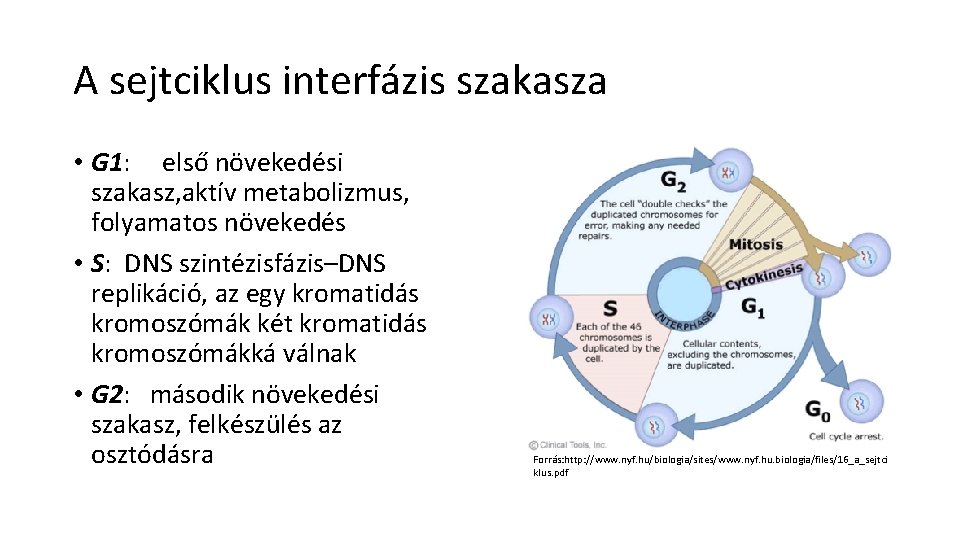 A sejtciklus interfázis szakasza • G 1: első növekedési szakasz, aktív metabolizmus, folyamatos növekedés