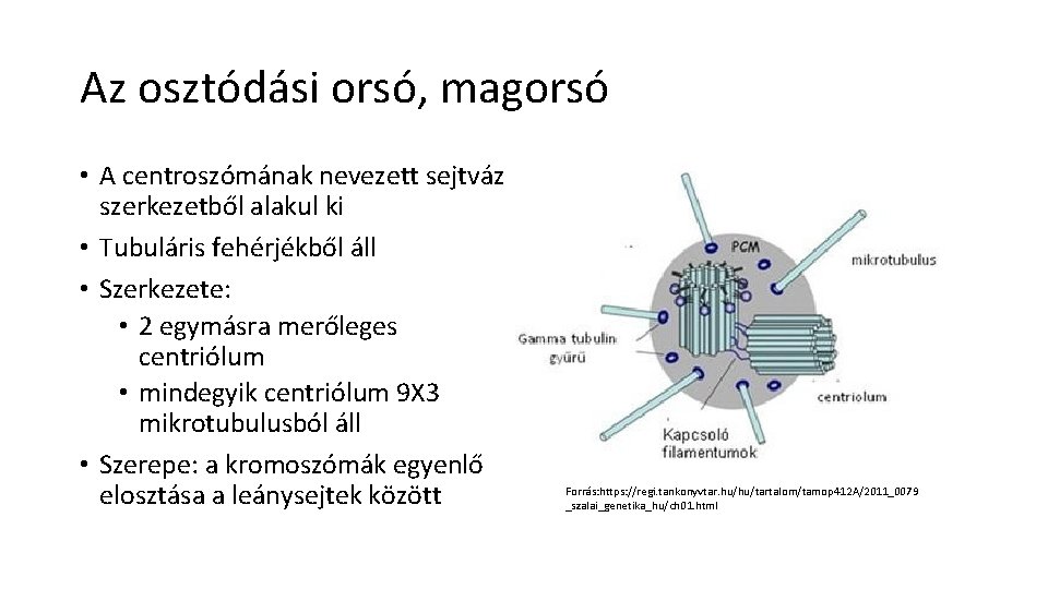 Az osztódási orsó, magorsó • A centroszómának nevezett sejtváz szerkezetből alakul ki • Tubuláris