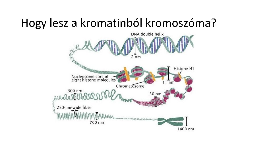 Hogy lesz a kromatinból kromoszóma? 