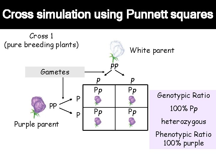 Cross simulation using Punnett squares Cross 1 (pure breeding plants) pp Gametes PP Purple