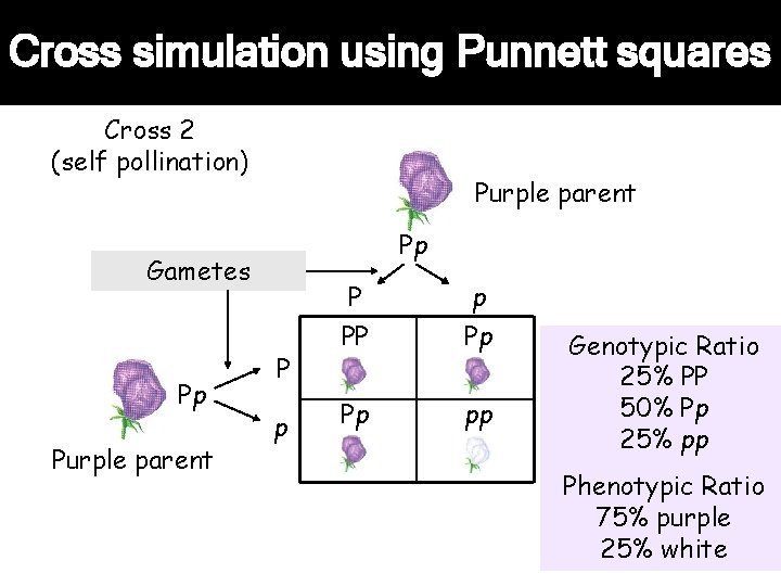 Cross simulation using Punnett squares Cross 2 (self pollination) Purple parent Pp Gametes Pp