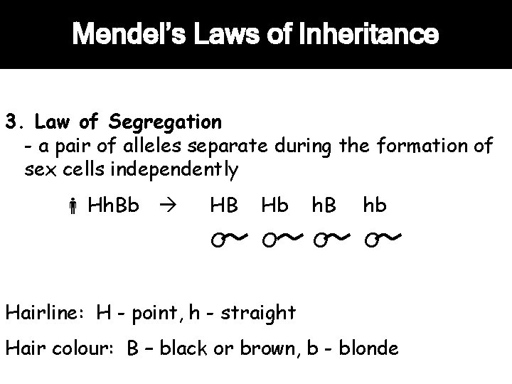 Mendel’s Laws of Inheritance 3. Law of Segregation - a pair of alleles separate