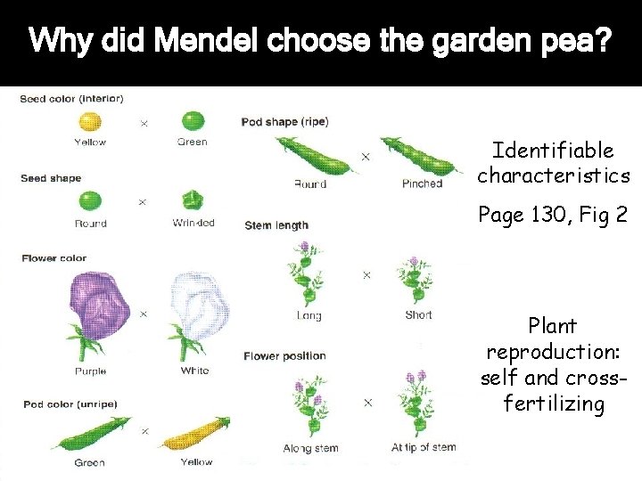 Why did Mendel choose the garden pea? Identifiable characteristics Page 130, Fig 2 Plant