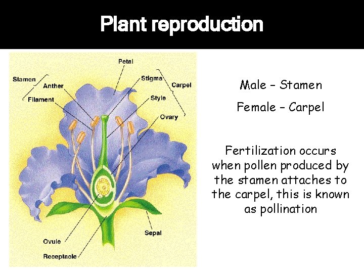 Plant reproduction Male – Stamen Female – Carpel Fertilization occurs when pollen produced by