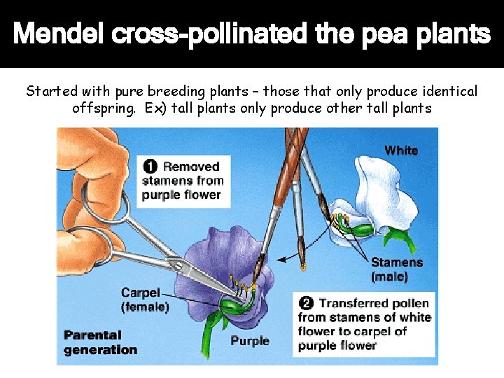 Mendel cross-pollinated the pea plants Started with pure breeding plants – those that only