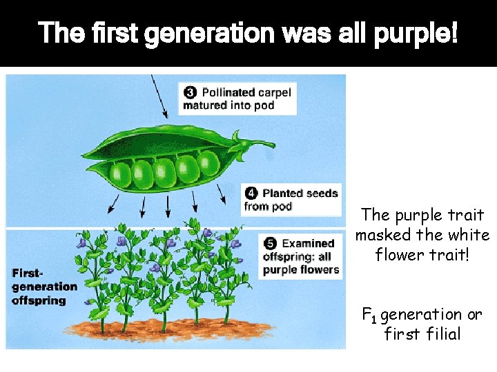 The first generation was all purple! The purple trait masked the white flower trait!