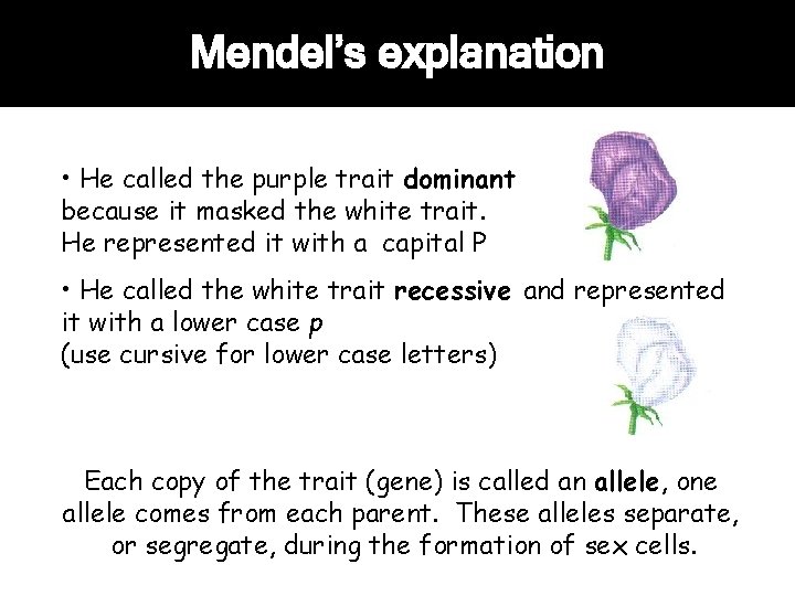 Mendel’s explanation • He called the purple trait dominant because it masked the white