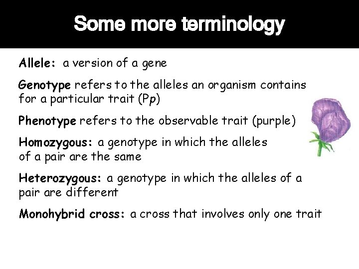 Some more terminology Allele: a version of a gene Genotype refers to the alleles