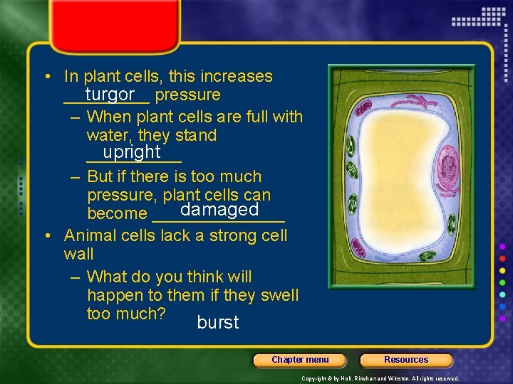  • In plant cells, this increases _____ turgor pressure – When plant cells