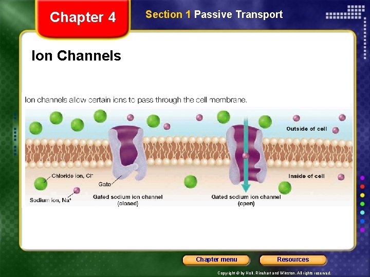 Chapter 4 Section 1 Passive Transport Ion Channels Chapter menu Resources Copyright © by