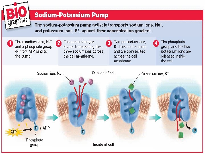Chapter 4 Section 2 Active Transport •  Chapter menu Resources Copyright © by
