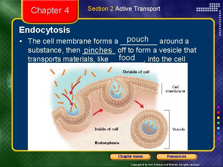 Chapter 4 Section 2 Active Transport Endocytosis pouch around a • The cell membrane