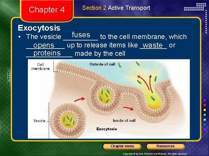 Chapter 4 Section 2 Active Transport Exocytosis fuses to the cell membrane, which •
