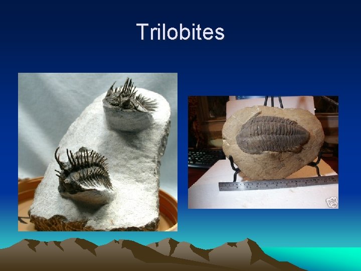 Trilobites 