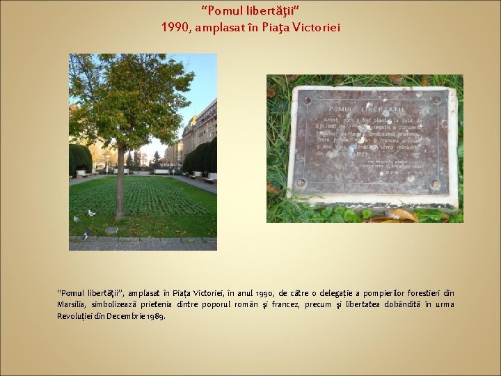 “Pomul libertăţii” 1990, amplasat în Piaţa Victoriei “Pomul libertăţii”, amplasat în Piața Victoriei, în