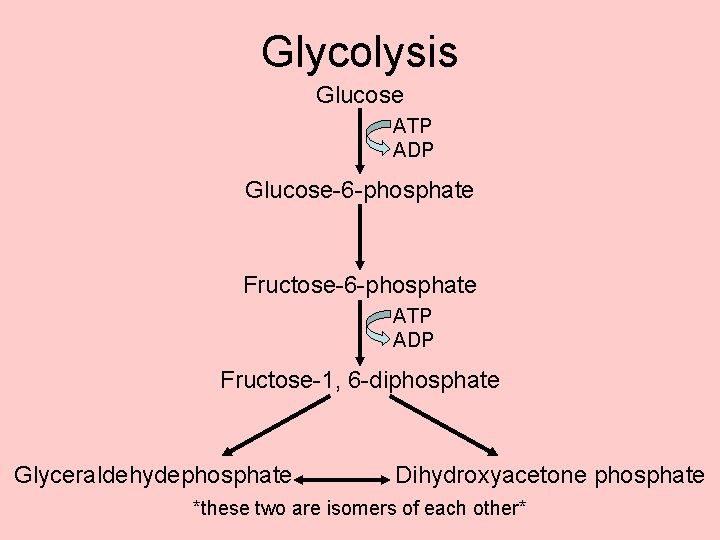 Glycolysis Glucose ATP ADP Glucose-6 -phosphate Fructose-6 -phosphate ATP ADP Fructose-1, 6 -diphosphate Glyceraldehydephosphate