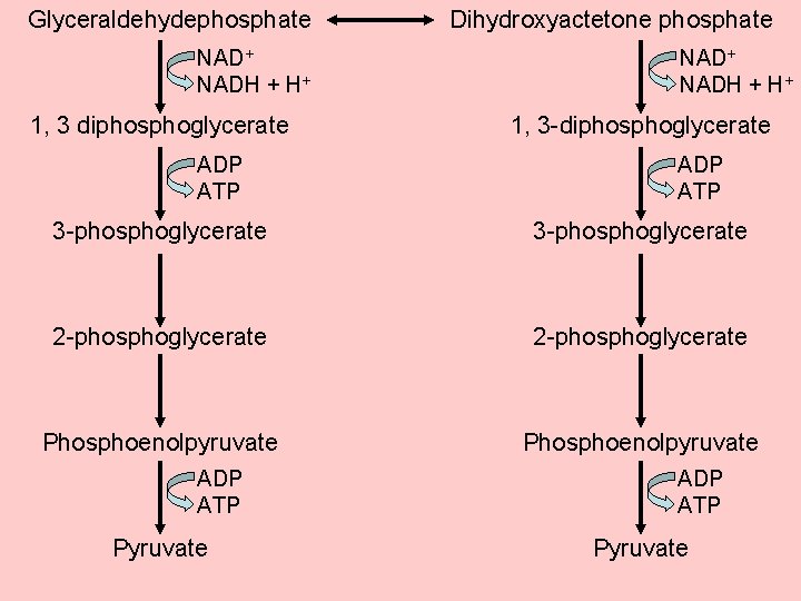 Glyceraldehydephosphate NAD+ NADH + H+ 1, 3 diphosphoglycerate ADP ATP Dihydroxyactetone phosphate NAD+ NADH
