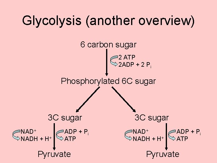 Glycolysis (another overview) 6 carbon sugar 2 ATP 2 ADP + 2 Pi Phosphorylated