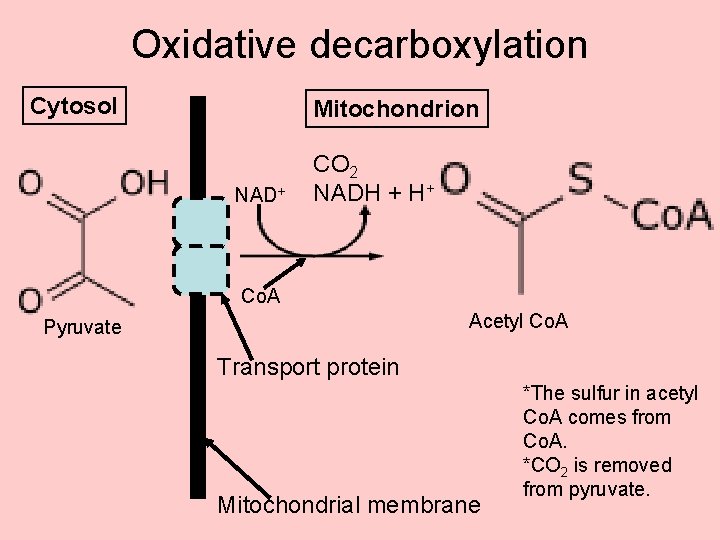 Oxidative decarboxylation Cytosol Mitochondrion NAD+ CO 2 NADH + H+ Co. A Acetyl Co.