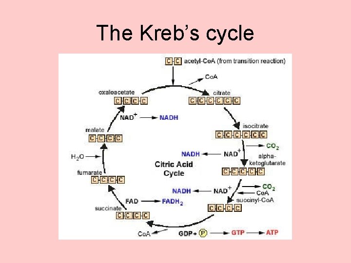 The Kreb’s cycle 