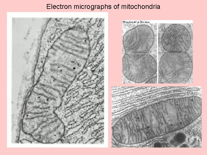 Electron micrographs of mitochondria 
