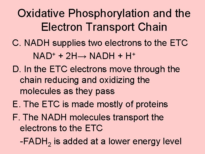 Oxidative Phosphorylation and the Electron Transport Chain C. NADH supplies two electrons to the