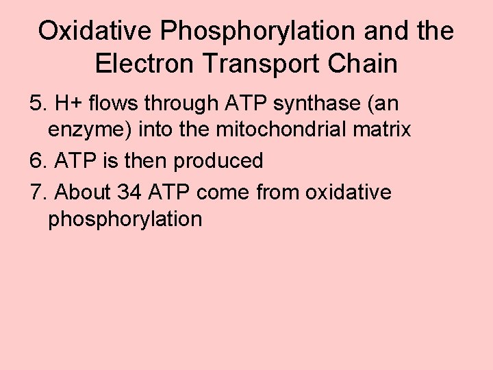 Oxidative Phosphorylation and the Electron Transport Chain 5. H+ flows through ATP synthase (an