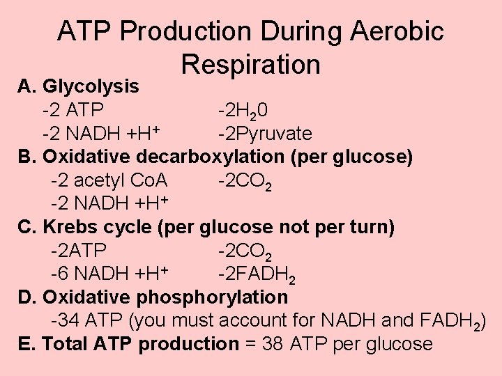 ATP Production During Aerobic Respiration A. Glycolysis -2 ATP -2 H 20 -2 NADH