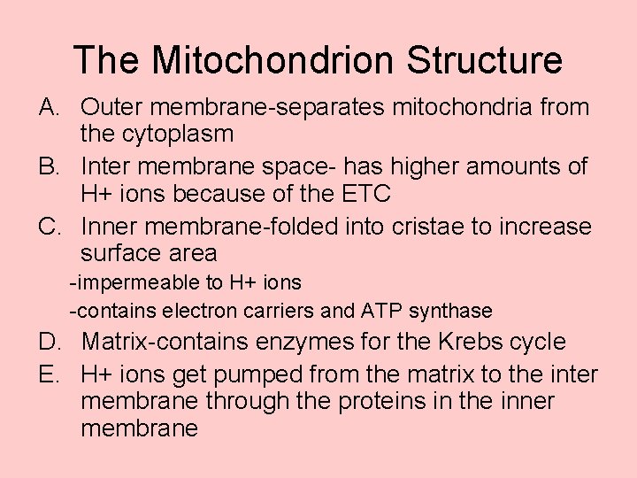 The Mitochondrion Structure A. Outer membrane-separates mitochondria from the cytoplasm B. Inter membrane space-