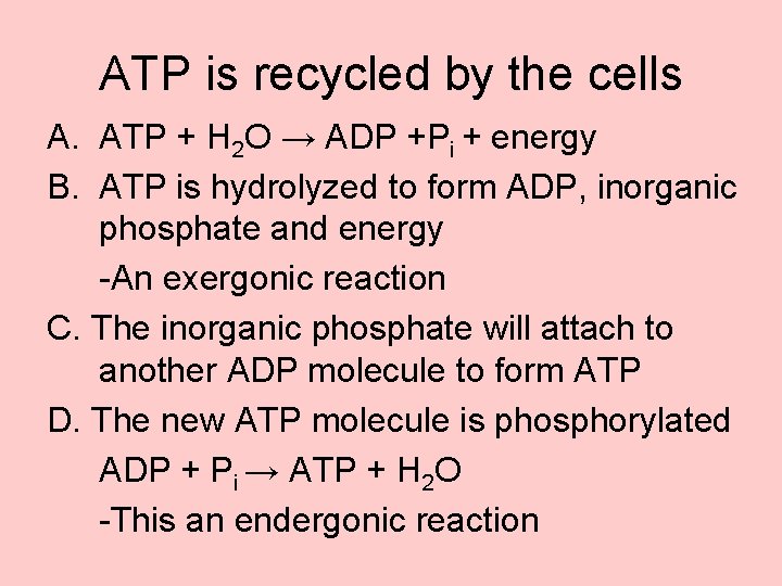 ATP is recycled by the cells A. ATP + H 2 O → ADP