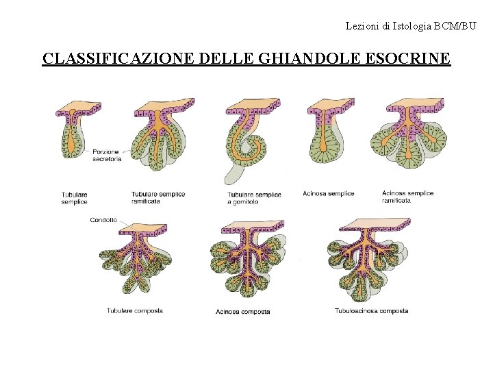 Lezioni di Istologia BCM/BU CLASSIFICAZIONE DELLE GHIANDOLE ESOCRINE 