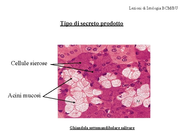 Lezioni di Istologia BCM/BU Tipo di secreto prodotto Cellule sierose Acini mucosi Ghiandola sottomandibolare