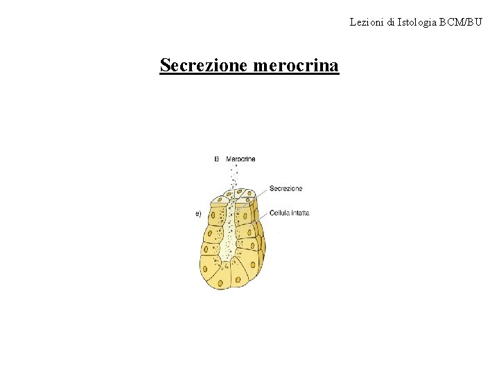 Lezioni di Istologia BCM/BU Secrezione merocrina 