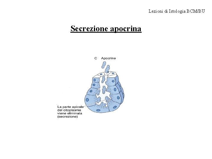 Lezioni di Istologia BCM/BU Secrezione apocrina 