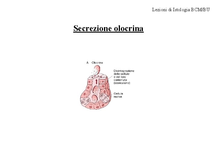 Lezioni di Istologia BCM/BU Secrezione olocrina 