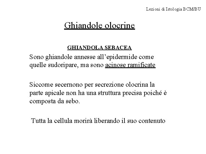 Lezioni di Istologia BCM/BU Ghiandole olocrine GHIANDOLA SEBACEA Sono ghiandole annesse all’epidermide come quelle