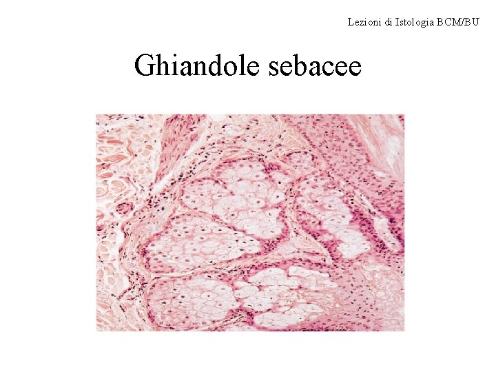 Lezioni di Istologia BCM/BU Ghiandole sebacee 