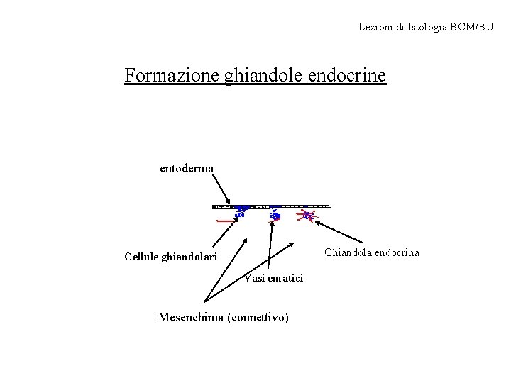 Lezioni di Istologia BCM/BU Formazione ghiandole endocrine entoderma Ghiandola endocrina Cellule ghiandolari Vasi ematici