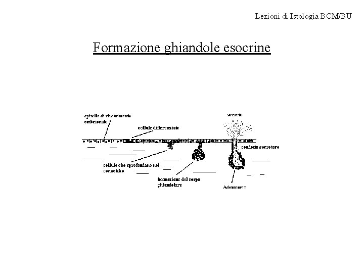 Lezioni di Istologia BCM/BU Formazione ghiandole esocrine 